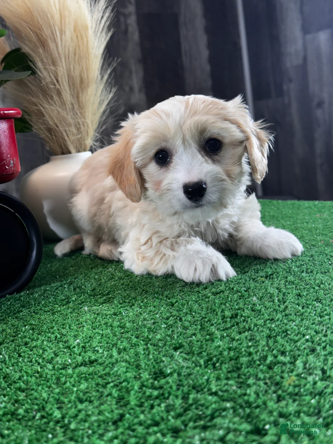 Cavachon dogs for sale: Violet  - Ad 2