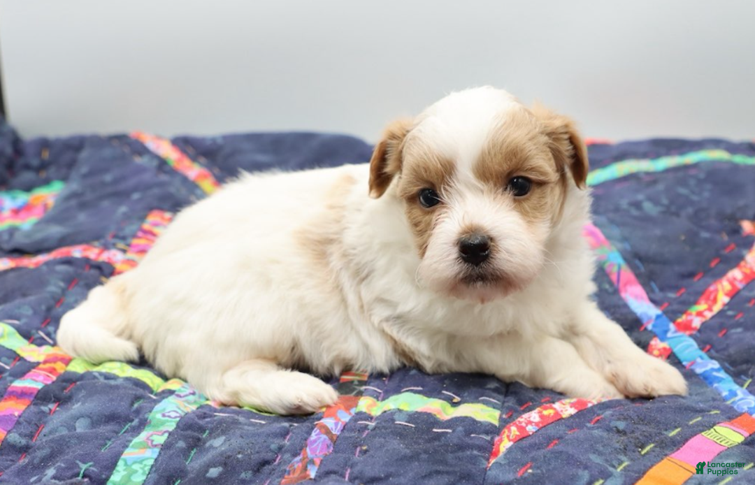 Maltipoo dogs for sale: Red & white male - Ad 5