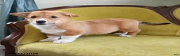 Welsh Corgi Pembroke dogs for sale: Cheif - Ad 3