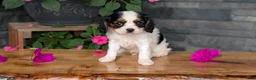 Cavalier King Charles Spaniel dogs for sale: Raya - Ad 9
