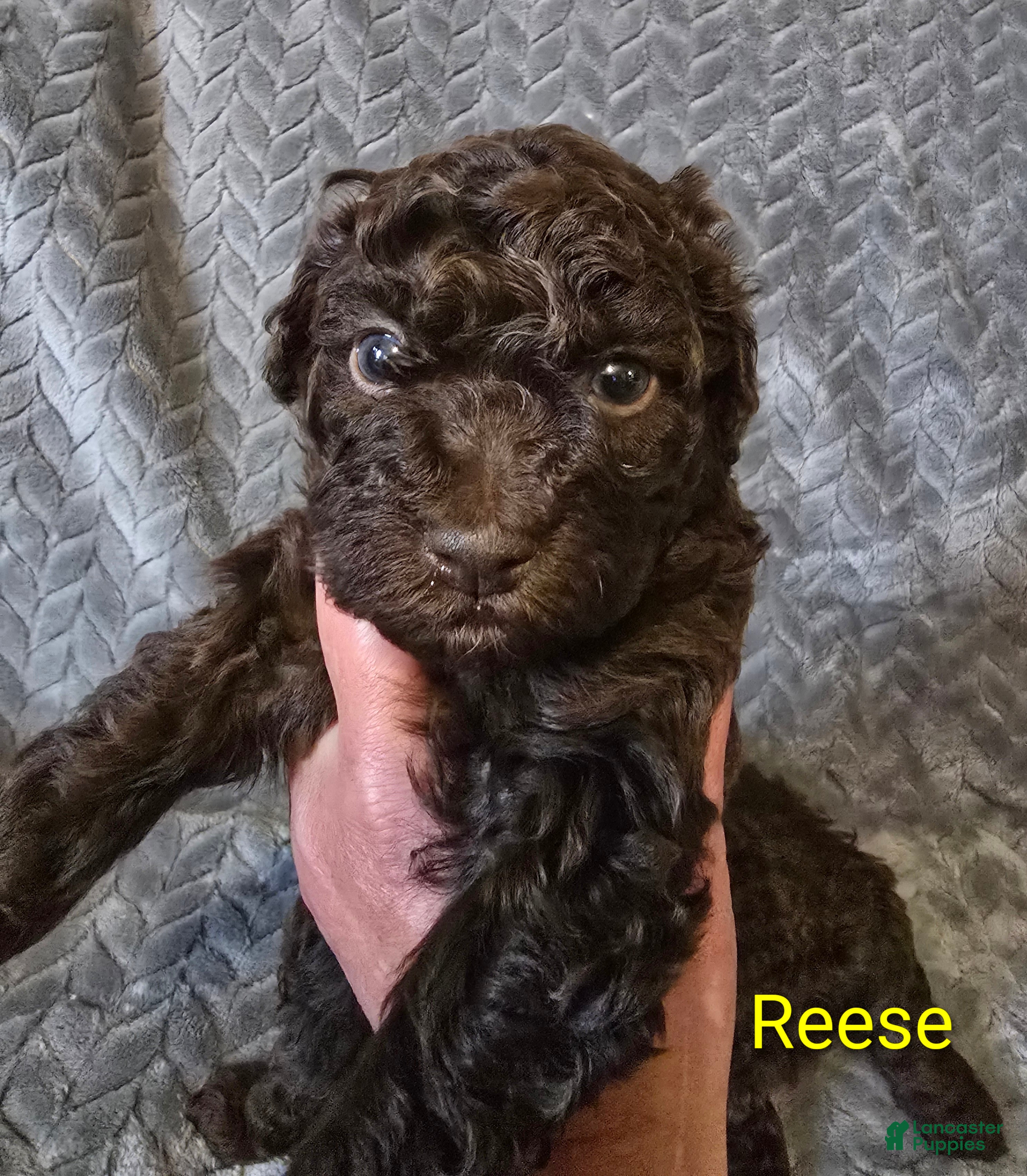 Toy Poodle dogs Toy Poodle 2 - Ad 2