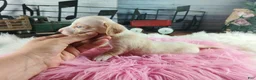 Dachshund dogs for sale: Nationwide delivery. Sugar pies piebald girl Freckle nose - Ad 3
