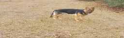 German Shepherd dogs for sale: Black Male - Ad 9