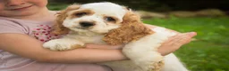 Cocker Spaniel dogs for sale: Ash Cocker Spaniel  - Ad 11
