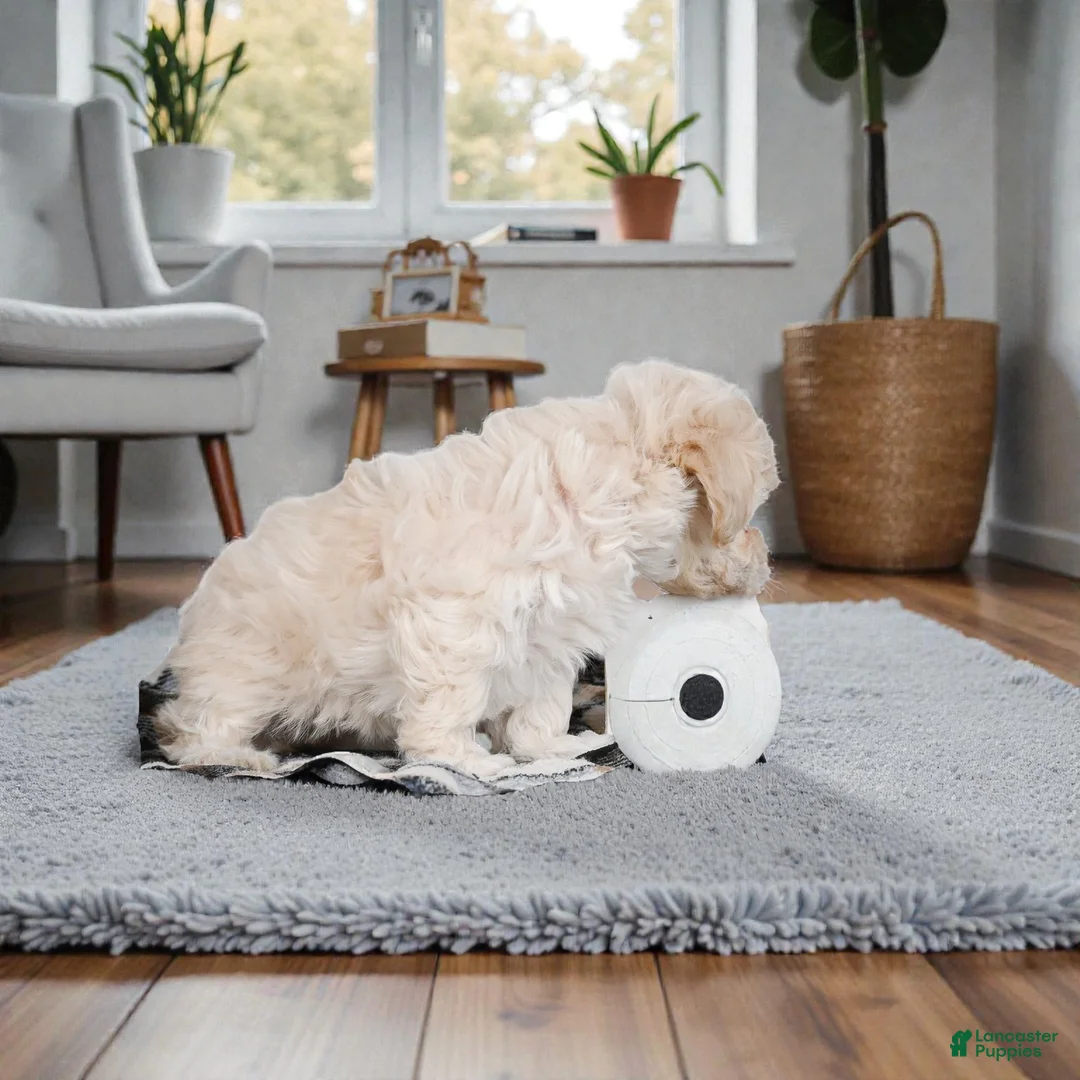 Maltipoo dogs for sale: julia - Ad 7