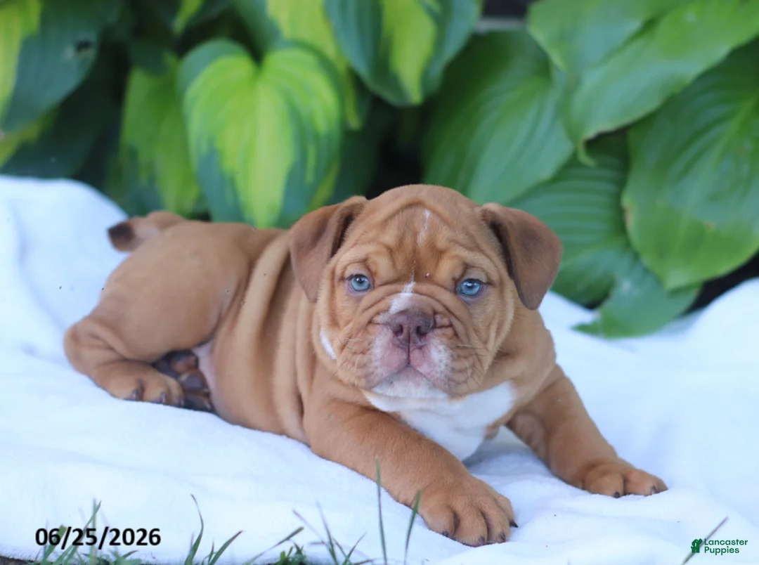 English Bulldog dogs for sale: Rufus - Ad 2