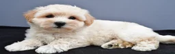 Maltipoo dogs for sale: Bella - Ad 9