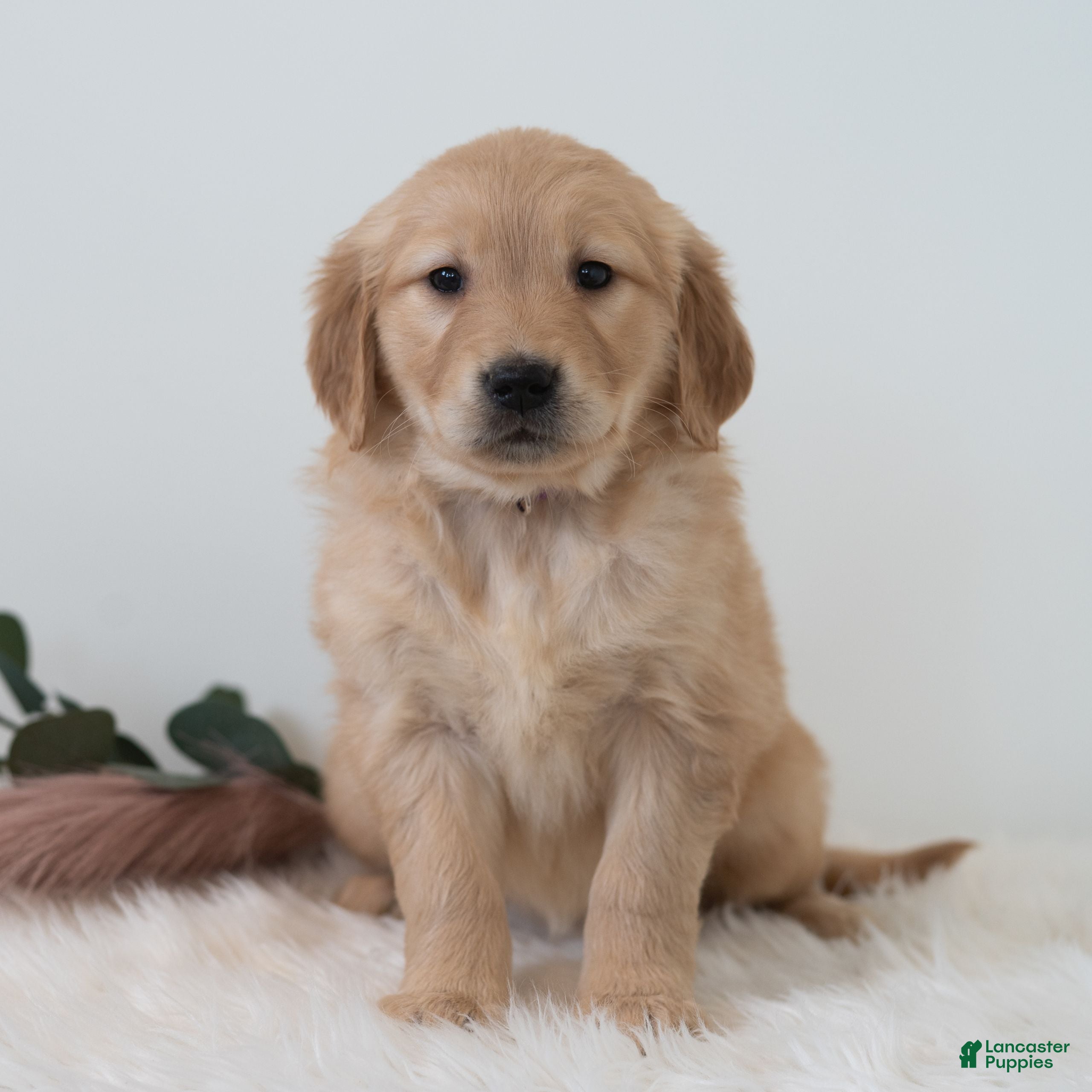 Golden Retriever dogs Shante  - Ad 22