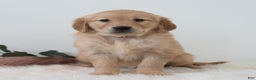 Golden Retriever dogs for sale: Shante  - Ad 1