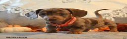 Dachshund dogs for sale: Pedro - Ad 3