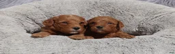 Mini Goldendoodle dogs for sale: Mia 🌷GenClearParents - Ad 11