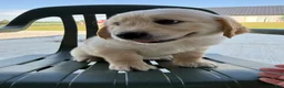Golden Retriever dogs for sale: Grady - Ad 10