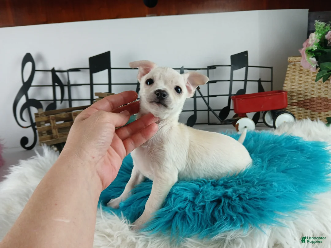 Chihuahua dogs for sale: Chihuahua white male, Nationwide delivery  - Ad 2