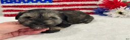 Miniature Schnauzer dogs for sale: Piper Male 1 - Ad 3