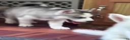 Siberian Husky dogs for sale: Daria the Daring AKC - Ad 3