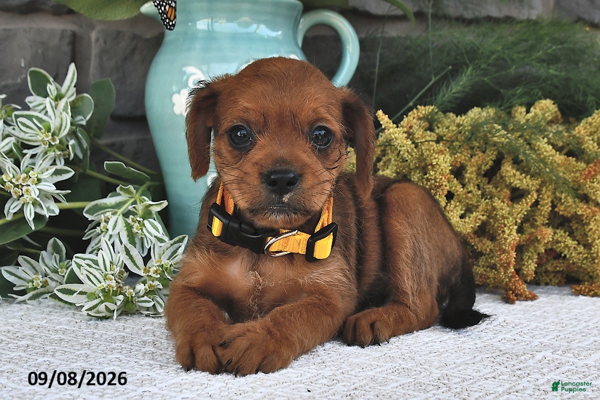 Mixed Breed dogs Daisy  - Ad 2