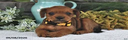 Mixed Breed dogs for sale: Daisy  - Ad 2