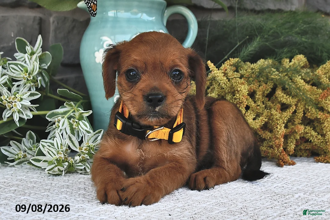 Mixed Breed dogs for sale: Daisy  - Ad 2