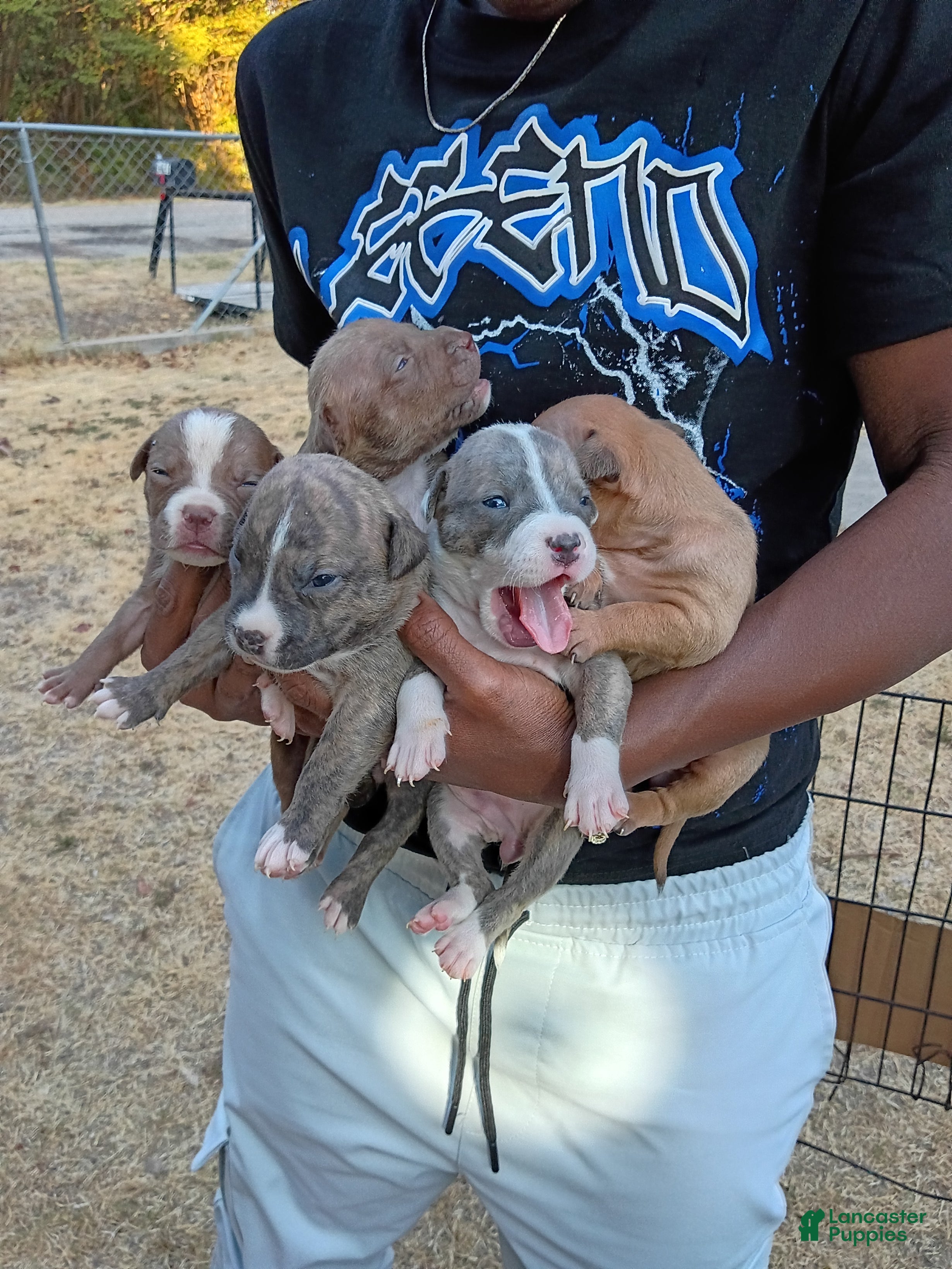 Mixed Breed dogs Mixed Breed 13 - Ad 32