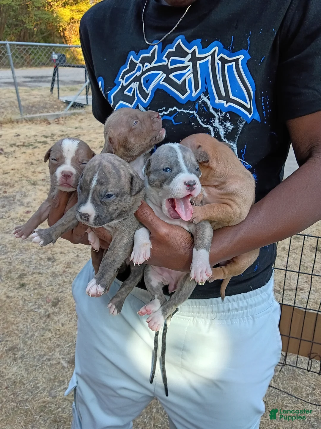 Mixed Breed dogs for sale: Mixed Breed 13 - Ad 1