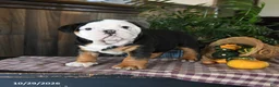 English Bulldog dogs for sale: Wes - Ad 3