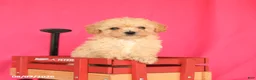 Toy Poodle dogs for sale: Tucker - Ad 3