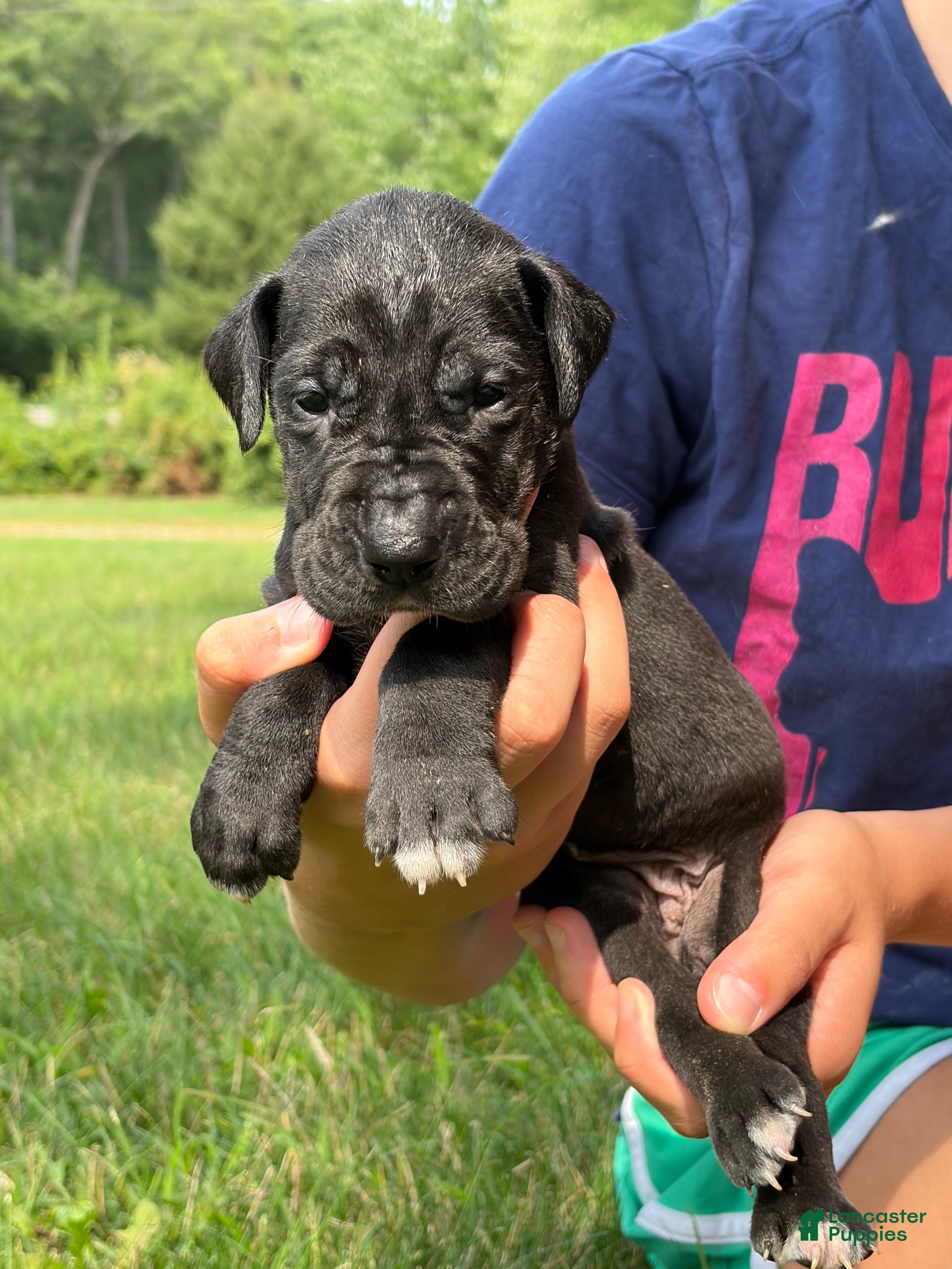 Great Dane dogs Cheyenne - Ad 1