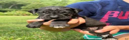 Great Dane dogs for sale: Cheyenne - Ad 1