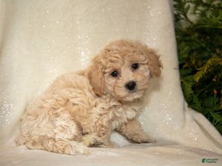 Bichpoo dogs Rosie - Ad 32