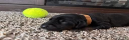 Mixed Breed dogs for sale: Crunch - Ad 3