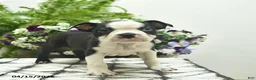 Boston Terrier dogs for sale: Rebel  - Ad 3