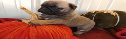 Pug dogs for sale: Pug 2 Trigger - Ad 8