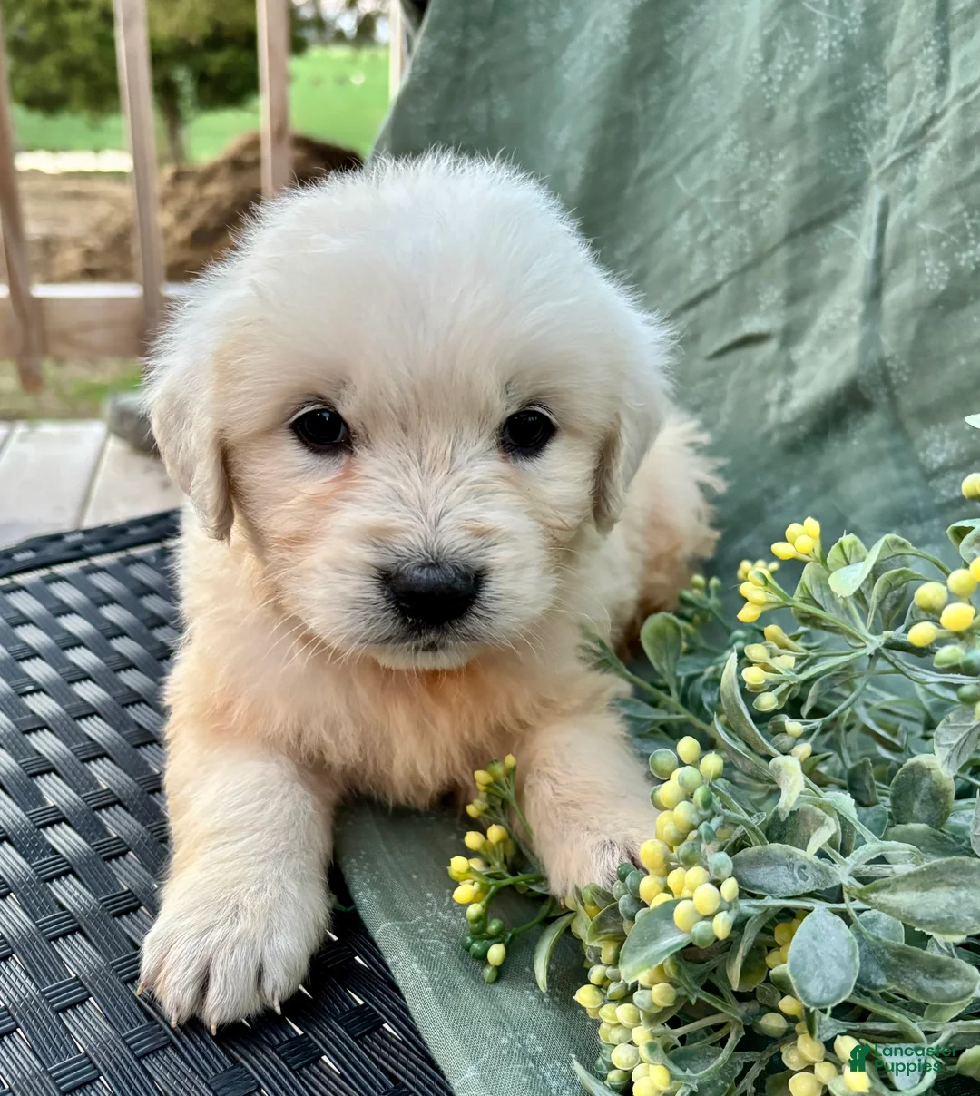 Golden Retriever dogs for sale: Rose- English Crème  - Ad 7