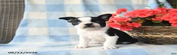 Border Terrier dogs for sale: Titus - Ad 2