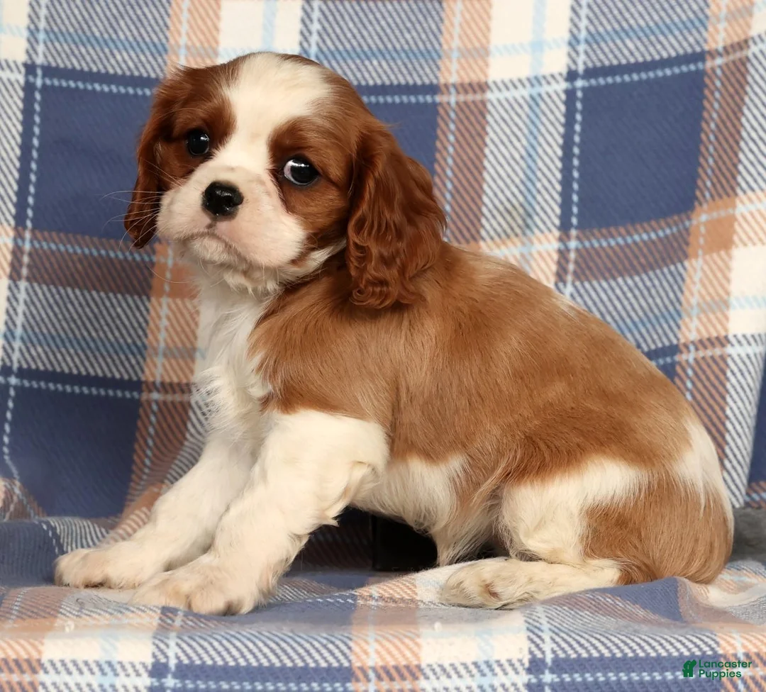 Cavalier King Charles Spaniel dogs for sale: Cori - Ad 4