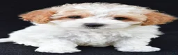 Cavachon dogs for sale: Jasper - Ad 7