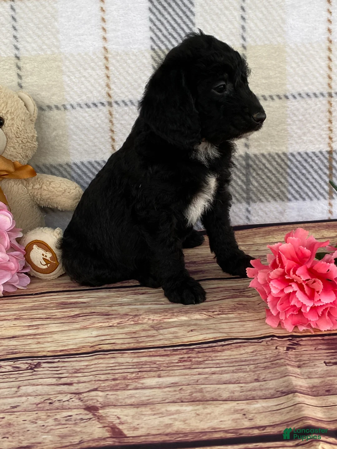 Miniature Labradoodle dogs for sale: Tabby - Ad 2