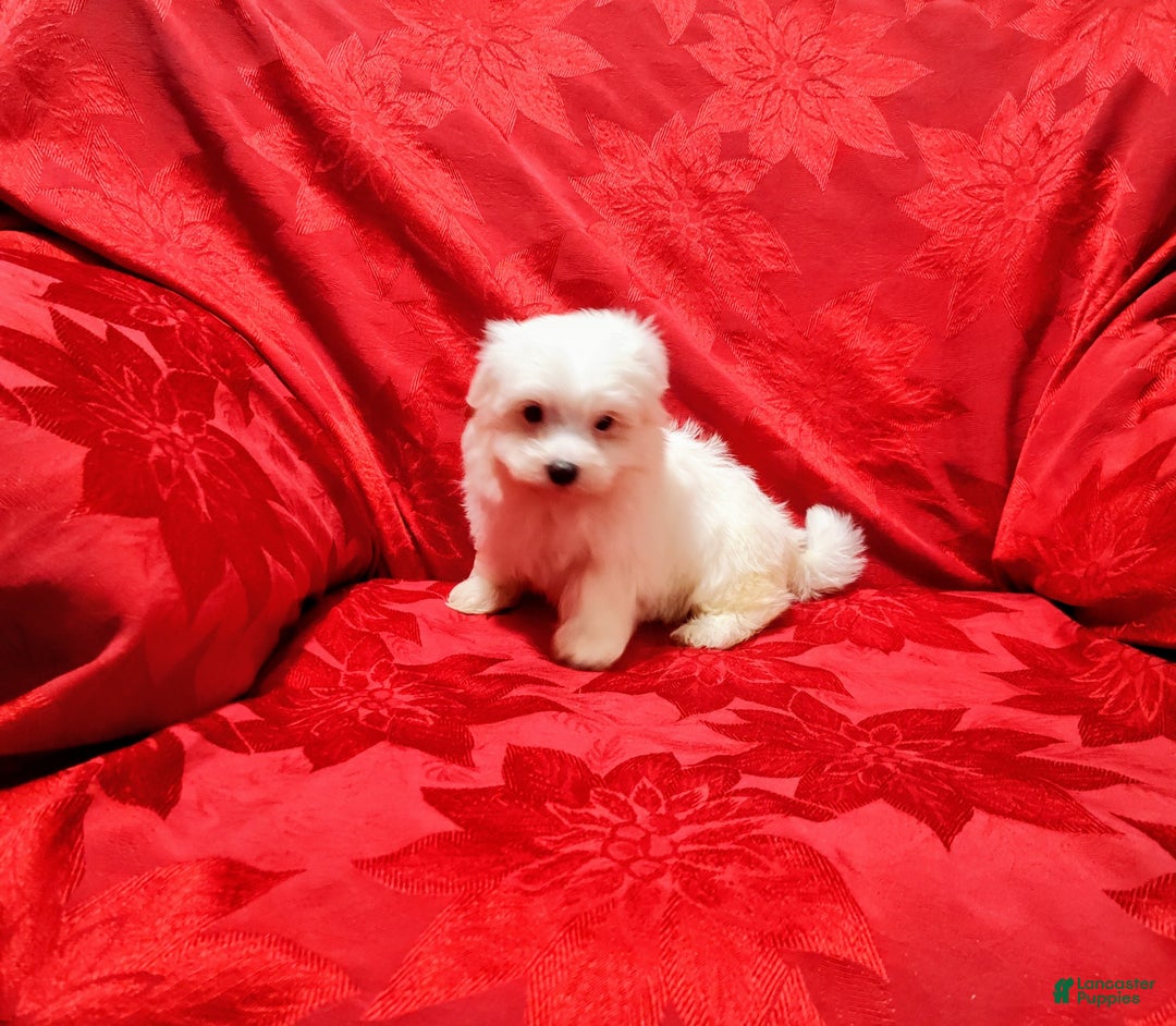 Maltese dogs for sale: Bailey - Ad 4