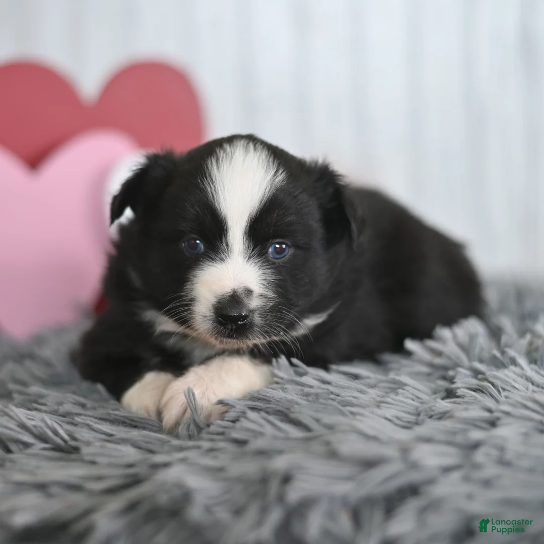 Miniature Australian Shepherd dogs for sale: Cindy  - Ad 3