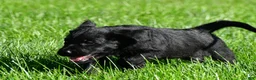 Labradoodle dogs for sale: Leo - Ad 4
