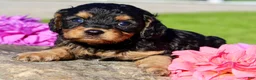 Cavapoo dogs for sale: Frankie Male Cavapoo - Ad 4