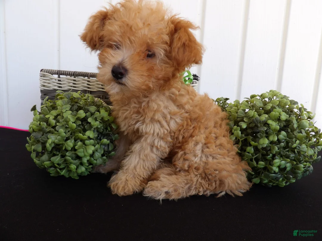 Gallery Image {{count}}