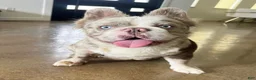 French Bulldog dogs for stud: Charmin Isabella Fluffy Merle - Ad 1