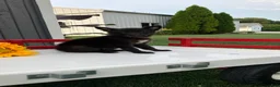 German Shepherd dogs for sale: Trixie - Ad 4