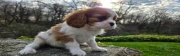 Cavalier King Charles Spaniel dogs for sale: Zion - Ad 8