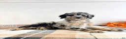 Bernedoodle dogs for sale: Harry - Ad 6