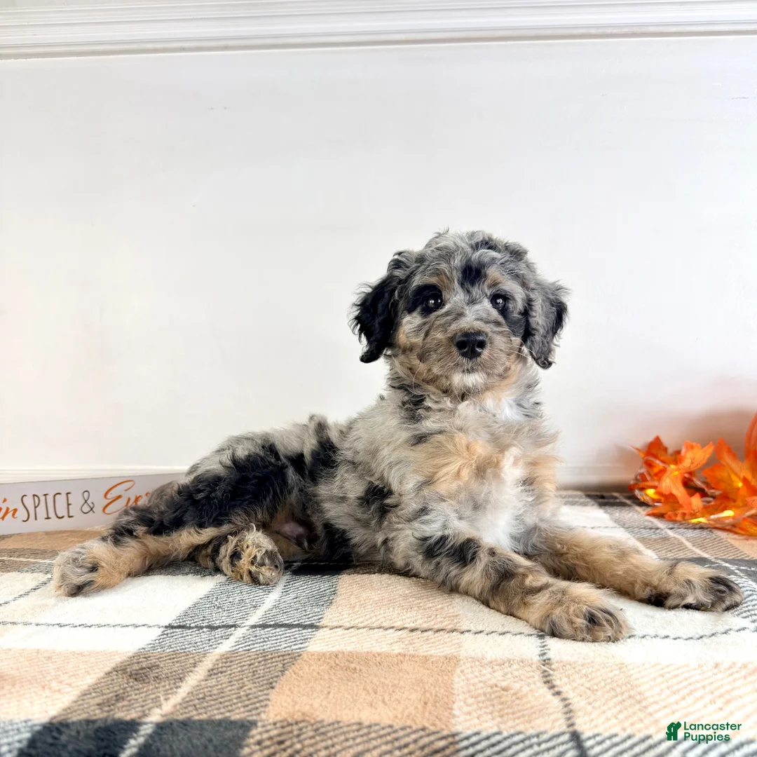 Bernedoodle dogs for sale: Harry - Ad 6