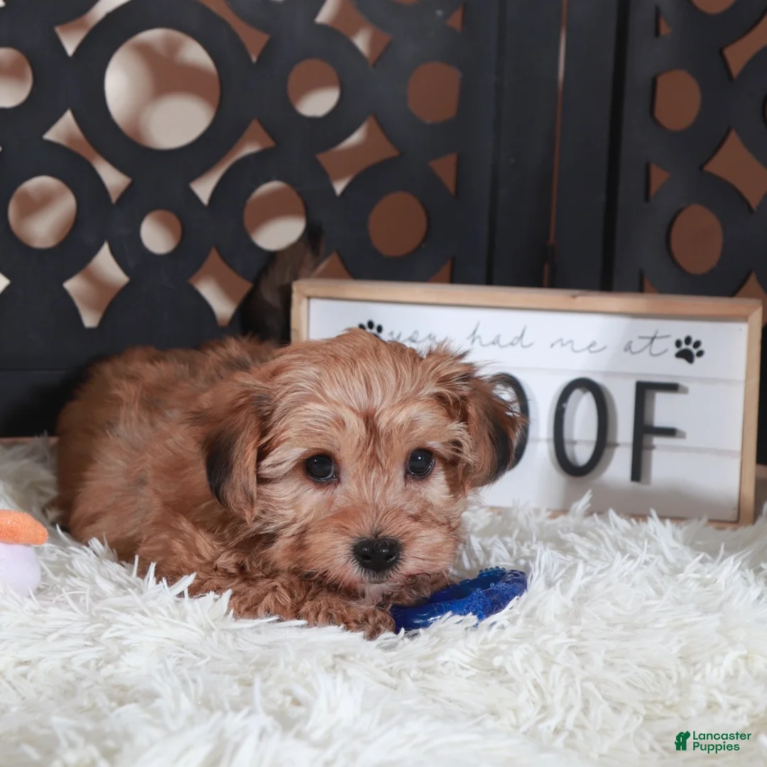 Yorkiepoo dogs for sale: Bourbon Intoxicating Yorkiepoo Puppu - Ad 2