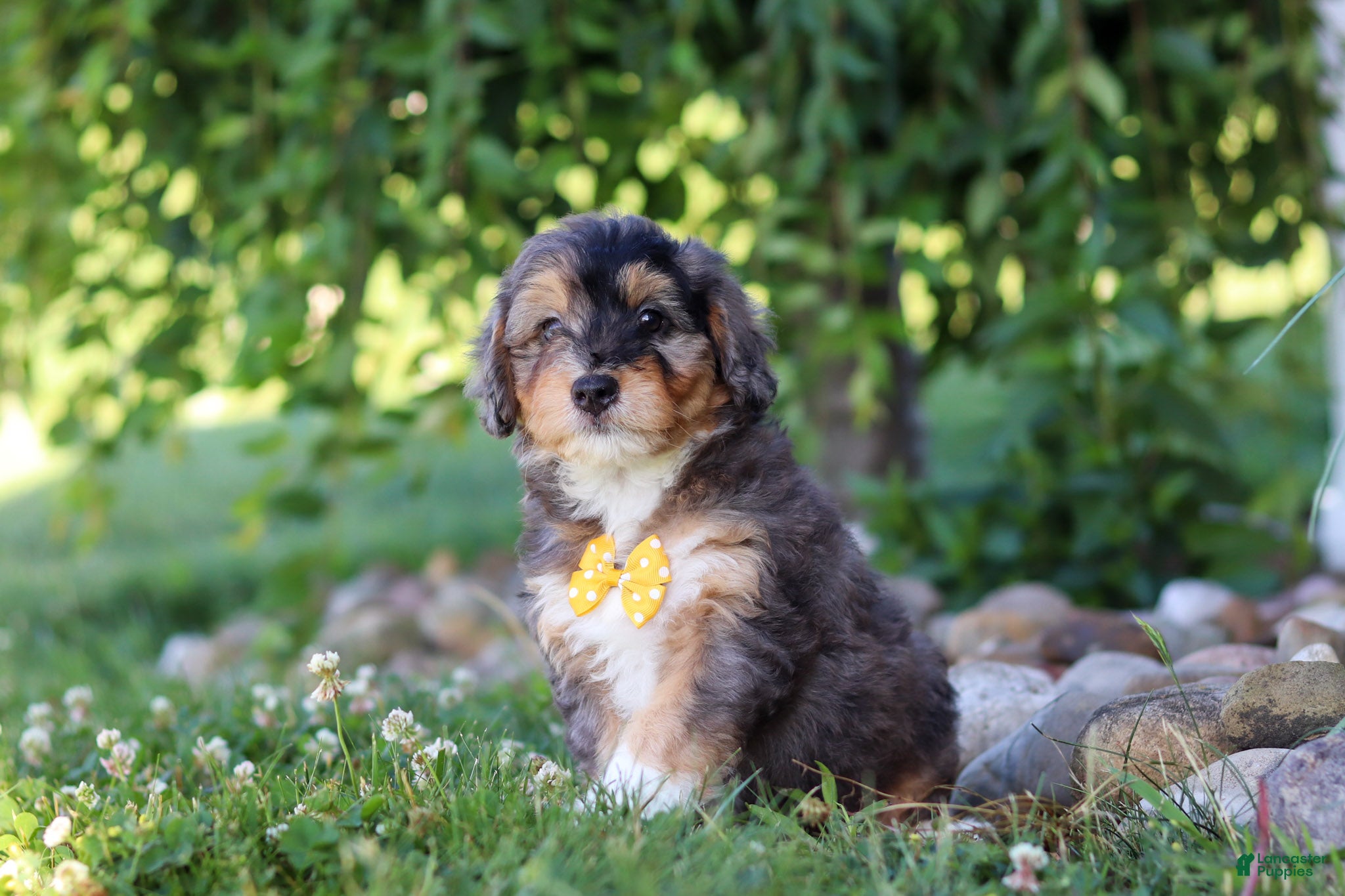 Mini Bernedoodle dogs Duke - Ad 2