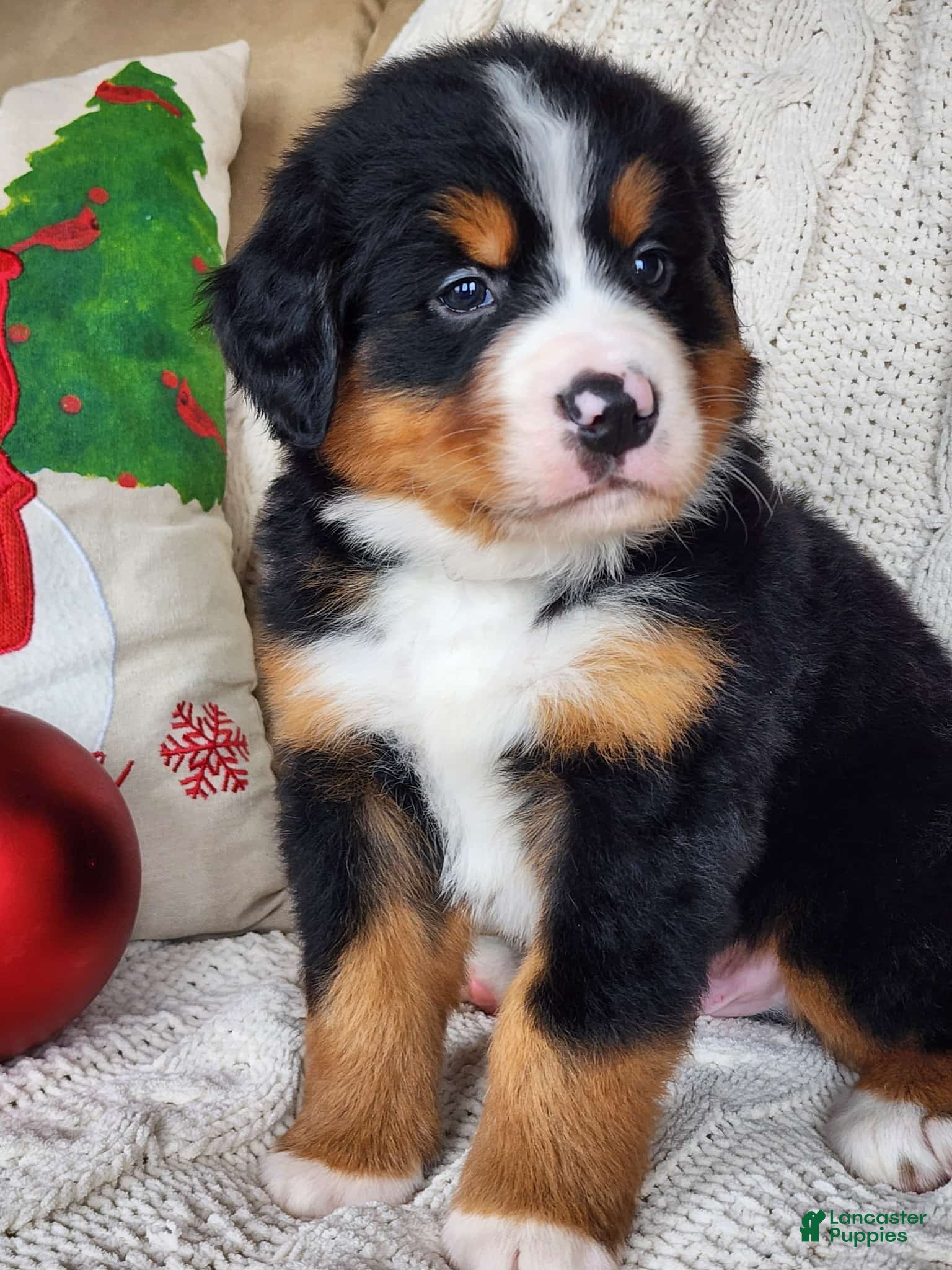 Bernese Mountain Dog dogs Brick - Ad 10